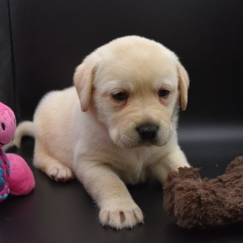 chiot Retriever du Labrador sable Collier gris élevage du Fond de la Noye