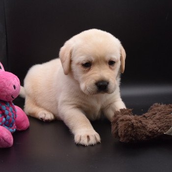 chiot Retriever du Labrador sable Collier gris élevage du Fond de la Noye