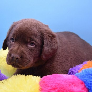 chiot Retriever du Labrador chocolat Collier gris élevage du Fond de la Noye