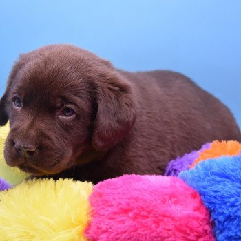 chiot Retriever du Labrador chocolat Collier gris élevage du Fond de la Noye