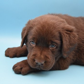 chiot Retriever du Labrador chocolat Collier gris élevage du Fond de la Noye