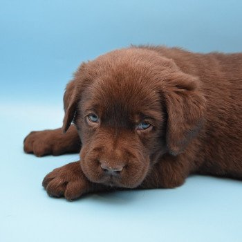 chiot Retriever du Labrador chocolat Collier gris élevage du Fond de la Noye