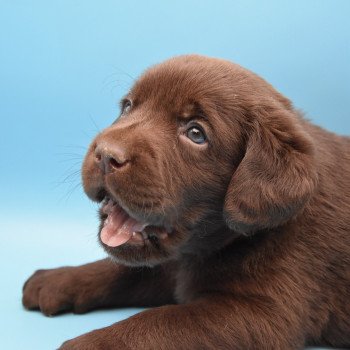 chiot Retriever du Labrador chocolat Collier gris élevage du Fond de la Noye