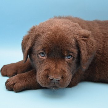 chiot Retriever du Labrador chocolat Collier gris élevage du Fond de la Noye