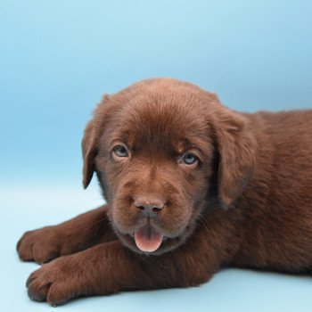 chiot Retriever du Labrador chocolat Collier gris élevage du Fond de la Noye