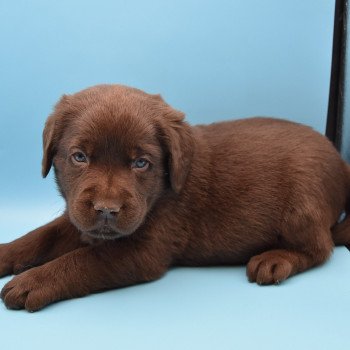 chiot Retriever du Labrador chocolat Collier gris élevage du Fond de la Noye