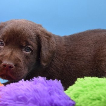 chiot Retriever du Labrador chocolat Collier gris élevage du Fond de la Noye