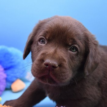 chiot Retriever du Labrador chocolat Collier gris élevage du Fond de la Noye