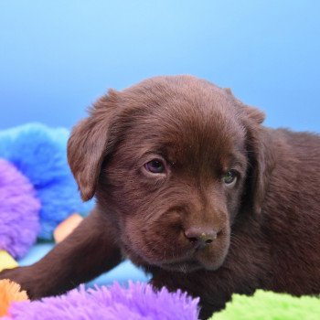 chiot Retriever du Labrador chocolat Collier gris élevage du Fond de la Noye