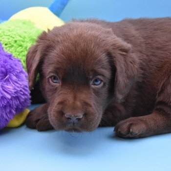 chiot Retriever du Labrador chocolat Collier gris élevage du Fond de la Noye