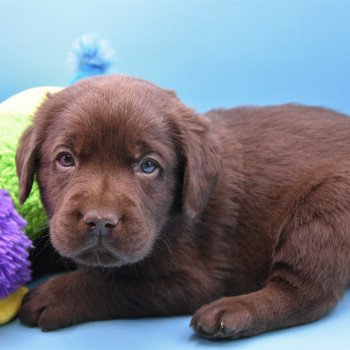 chiot Retriever du Labrador chocolat Collier gris élevage du Fond de la Noye