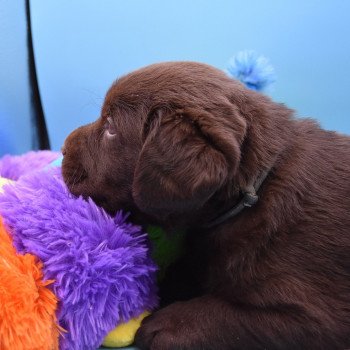 chiot Retriever du Labrador chocolat Collier gris élevage du Fond de la Noye