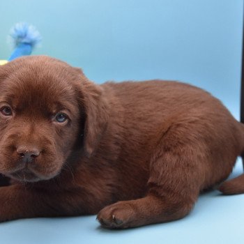 chiot Retriever du Labrador chocolat Collier gris élevage du Fond de la Noye