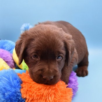 chiot Retriever du Labrador chocolat Collier gris élevage du Fond de la Noye