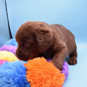 chiot Retriever du Labrador chocolat Collier gris élevage du Fond de la Noye