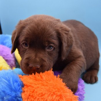 chiot Retriever du Labrador chocolat Collier gris élevage du Fond de la Noye