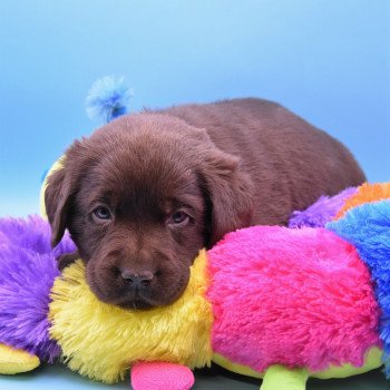 chiot Retriever du Labrador chocolat Collier gris élevage du Fond de la Noye