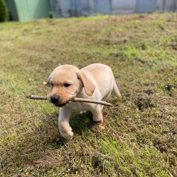 chiot Retriever du Labrador Sable collier gris élevage du Fond de la Noye