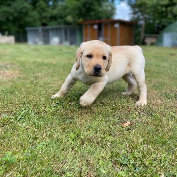 chiot Retriever du Labrador Sable collier gris élevage du Fond de la Noye