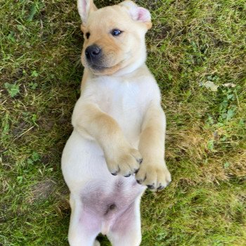 chiot Retriever du Labrador Sable collier gris élevage du Fond de la Noye