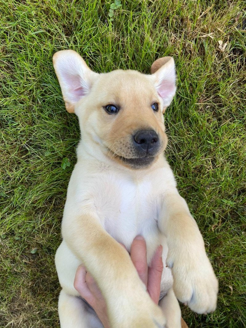 Touco du Fond de la Noye Mâle Retriever du Labrador