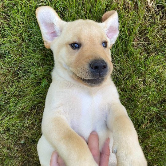 Touco du Fond de la Noye Mâle Retriever du Labrador