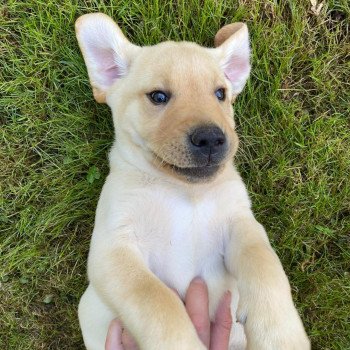 chiot Retriever du Labrador Sable collier gris élevage du Fond de la Noye