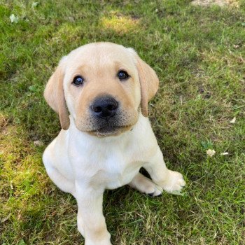 chiot Retriever du Labrador Sable collier gris élevage du Fond de la Noye