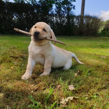 chiot Retriever du Labrador Sable collier gris élevage du Fond de la Noye