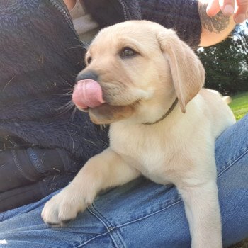 chiot Retriever du Labrador Sable collier gris élevage du Fond de la Noye