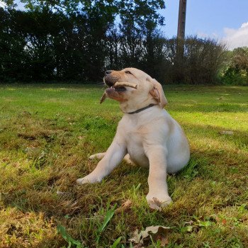 chiot Retriever du Labrador Sable collier gris élevage du Fond de la Noye