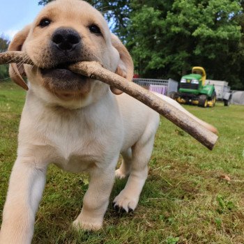 chiot Retriever du Labrador Sable collier gris élevage du Fond de la Noye