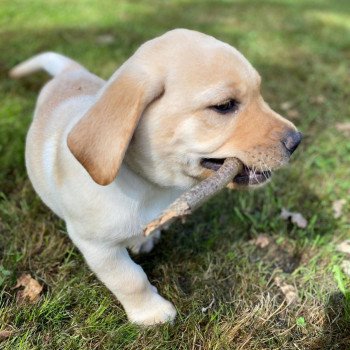 chiot Retriever du Labrador Sable collier gris élevage du Fond de la Noye