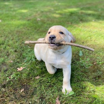 chiot Retriever du Labrador Sable collier gris élevage du Fond de la Noye