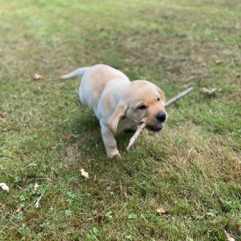 chiot Retriever du Labrador Sable collier gris élevage du Fond de la Noye