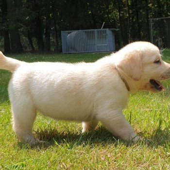 chiot Retriever du Labrador sable collier gris élevage du Fond de la Noye