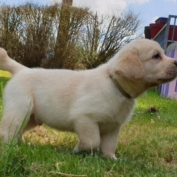 chiot Retriever du Labrador sable collier gris élevage du Fond de la Noye