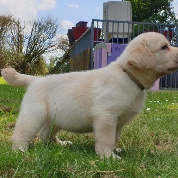 chiot Retriever du Labrador sable collier gris élevage du Fond de la Noye