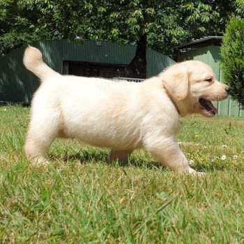 chiot Retriever du Labrador sable collier gris élevage du Fond de la Noye