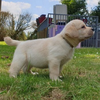 chiot Retriever du Labrador sable collier gris élevage du Fond de la Noye