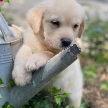 chiot Retriever du Labrador sable collier gris élevage du Fond de la Noye