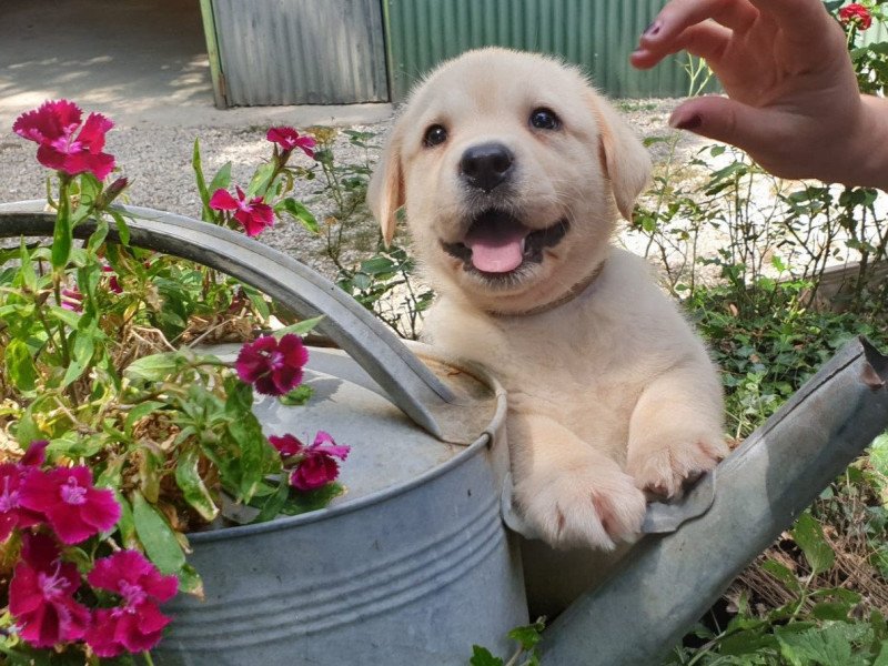 Texas du Fond de la Noye Mâle Retriever du Labrador