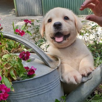 chiot Retriever du Labrador sable collier gris élevage du Fond de la Noye