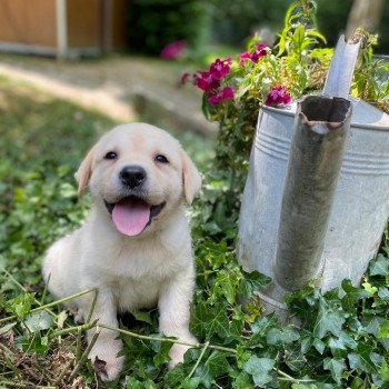 chiot Retriever du Labrador sable collier gris élevage du Fond de la Noye