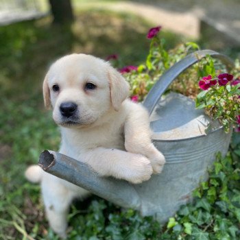 chiot Retriever du Labrador sable collier gris élevage du Fond de la Noye