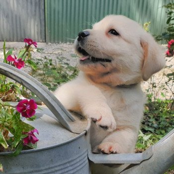 chiot Retriever du Labrador sable collier gris élevage du Fond de la Noye