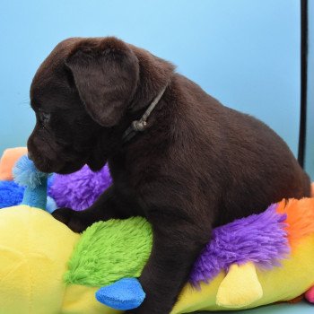 chiot Retriever du Labrador chocolat Collier gris élevage du Fond de la Noye