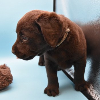 chiot Retriever du Labrador chocolat Collier gris élevage du Fond de la Noye