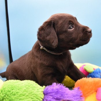 chiot Retriever du Labrador chocolat Collier gris élevage du Fond de la Noye