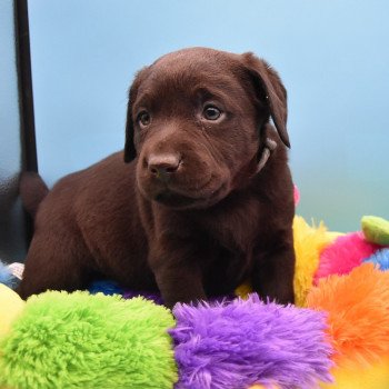 chiot Retriever du Labrador chocolat Collier gris élevage du Fond de la Noye